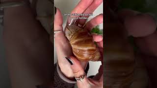 L’adoption de Poire 🍐🐌 YouTubeCreatorCommunity [upl. by Annoynek]