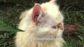 Perserkatze von Costa Rica  Panasonic HCV757 50Mbits [upl. by Ecnerrat]