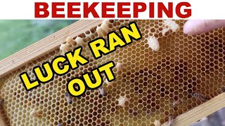 Beekeeping What To Do When Your Luck Runs Out [upl. by Silvain]