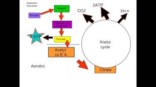 A2 Energy Pathways [upl. by Aineg292]