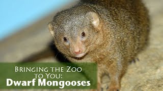 Bringing the Zoo to You Dwarf Mongooses [upl. by Berstine]