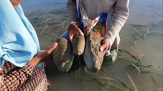 Berburu teripang pasir di air dangkal Holothuria scabra  Bameti [upl. by Flossy]