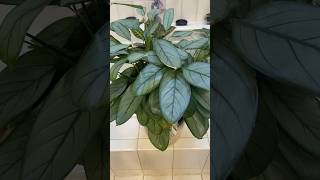 Ctenanthe setosa ‘Grey Star’  shorts youtube shortvideo plants [upl. by Faline355]