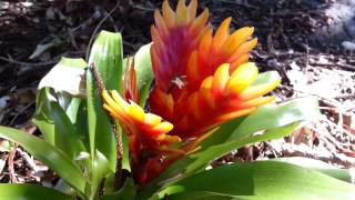 Bromeliad  Vriesea splendens  Flaming Sword  Top 10 Bromeliads HD 21 [upl. by Annaoi804]