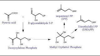 MEP Pathway l Methyl Erythritol Phosphate Pathway l Deoxyxylulose Phosphate DXP Pathway [upl. by Anilesor]