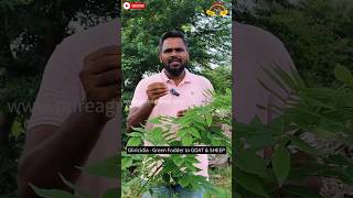 Gliricidia Crop Uses  கிளைரிசிடியா பயிர் பயன்கள் agriculture tree feed food green goat [upl. by Annaya46]