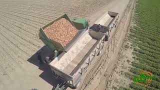 Onion Harvesting in New Cuyama CA [upl. by Ainav]