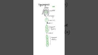 Megasporogenesis class 12megaspore formation shorts megasporogenesis megaspore [upl. by Akeber]