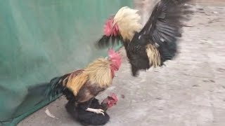 Rooster are angry 😡 with Hens is shoked 😱 fun rooster and beautiful chicken 🐔  pet birds 🦅 [upl. by Biamonte]