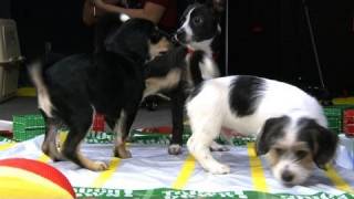 Puppy Bowl Puppies Visit the WSJ Studio [upl. by Mini]