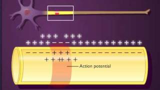 Action potential propagation in an unmyelinated axon [upl. by Heshum285]