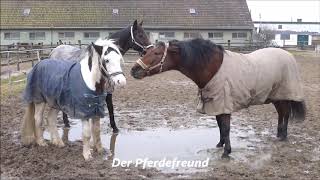 Trabrennbahn Gelsenkirchen  das Gelände  die Pferde  Die Stallungen [upl. by Nylak39]