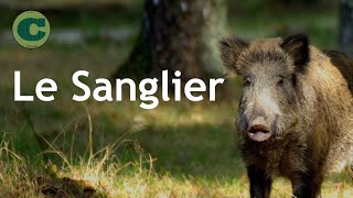 Le Sanglier  3 minutes de culture 10 [upl. by Remled]