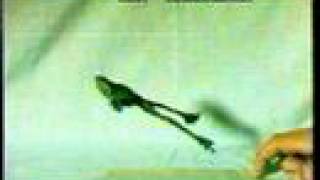 Slow Motion of Frog Jumping Rhacophorus reinwardtii [upl. by Lomax426]