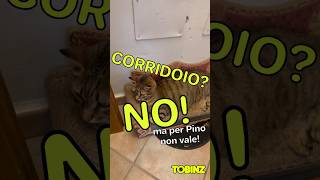 Corridoio NO Ma per PINO non vale😹 [upl. by Paulsen426]