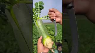 Green Radis Fruit Cutting ✂️✂️ radish fruit [upl. by Ahsinit643]