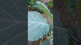 VATES COLLARD GREENS Harvest 852023 gardening love More From The Ground To The Pot 🍲 Coming [upl. by Tedi]