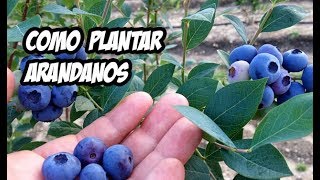 Como Plantar Arandanos con Exito  La Huerta de Ivan [upl. by Enitsenrae]