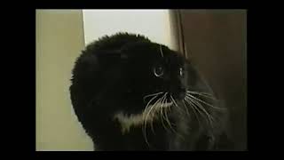 Oh Long Johnson Cat deleted longer original uncut [upl. by Solegnave138]