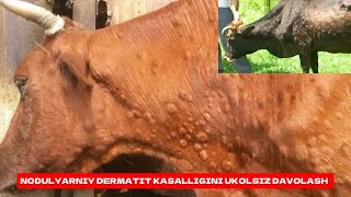 NODULYARNIY DERMATIT KASALLIGINI UKOLSIZ DAVOLASH VA BOSHQA 90 KASALLIKLARGA DAVO QOʻSHIMCHA OZUQA [upl. by Atinomar]