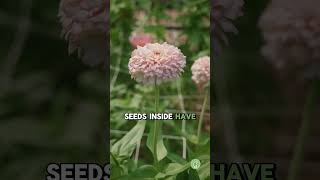 How to Save ZINNIA Seeds Easy Seed Saving Guide [upl. by Wardle]