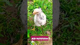 1 Parrot Beak Aseel Chicks For Sale Contact No  9439392544 28 July 2023 [upl. by Repip]