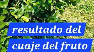 Aquí el resultado de las aplicaciones foliares para el cuaje del fruto de limón persa limónpersa [upl. by Aneehsal]