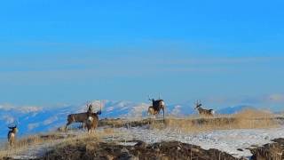 Deer Fight Flight throws Deer 7 in the air slomo [upl. by Florinda17]