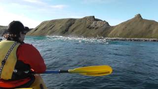 Kayakers watch a Fur Seal eating an Octopus on a tour with Kaikoura Kayaks [upl. by Leander]