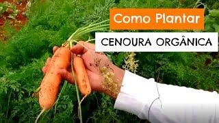 Como Plantar CENOURA ORGÂNICA A Importância do RALEIO [upl. by Halstead]