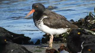 Ostrero Haematopus palliatus x ater híbrido [upl. by Dlawso]