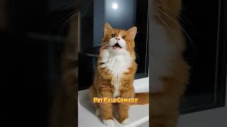 Singing Cats Showdown Whos the Funniest  Funny Cats 😹😹 Part58 [upl. by Marguerita]