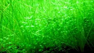 Hemianthus callitrichoides Cuba and dwarf hairgrass in my shrimp tank [upl. by Eninej]