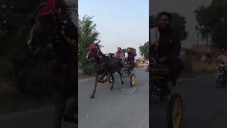 Markhor Ghorayoutubeshortsvideo viralvideo [upl. by Lehrer970]