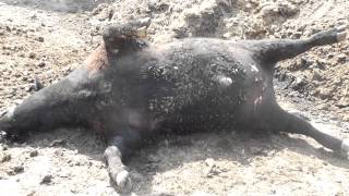 Feedlot  Cow Dead from Bloat [upl. by Auguste301]