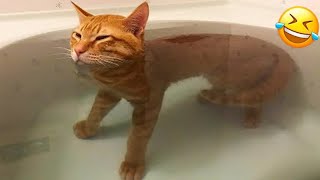 The ULTIMATE Cat and Dog Videos  FUNNIEST Pets [upl. by Swayder821]