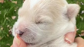 What should I do I found a newborn puppy that hasnt opened his eyes yet Can I raise him [upl. by Emelda]