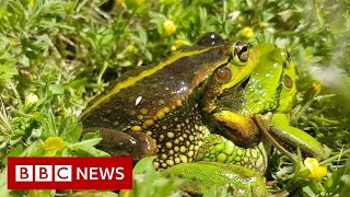 The mission to restore an Australian wetland  BBC News [upl. by Janela]