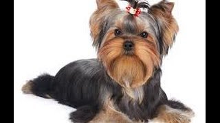 How to potty train a Yorkie yorkie potty training tips [upl. by Wallache]