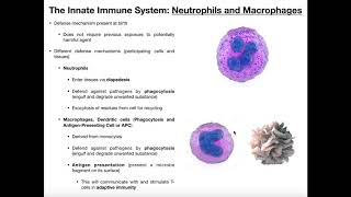 Physiology of Neutrophils Macrophages and Dendritic Cells [upl. by Analart]