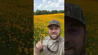 Huge field of LanceLeaved Coreopsis at Roundstone Native Seed conservation nature nativeplants [upl. by Fesoj]