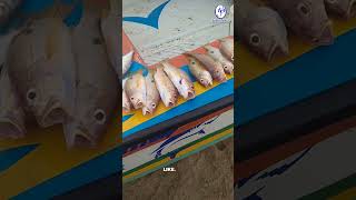 Kovalam Beach Fish Market illayarajatrendingviralvideo shortfeedyoutubeshort kovalambeachecr [upl. by Jacobson]