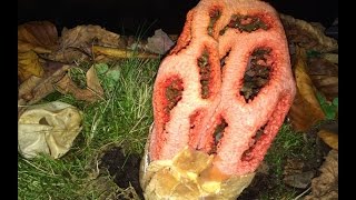 Clathrus ruber Red Cage Stinkhorn erupting from their eggs time lapse [upl. by Capriola]