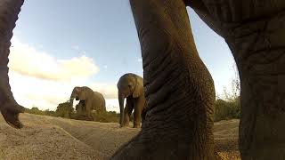 Elephant cow adjusts camera to give us a better view [upl. by Atsirak]