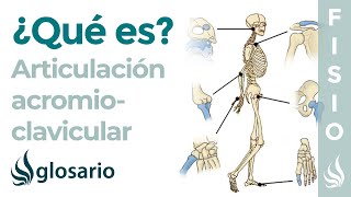 Articulación ACROMIOCLAVICULAR  Qué es ubicación partes movimientos y lesiones [upl. by Bordiuk162]