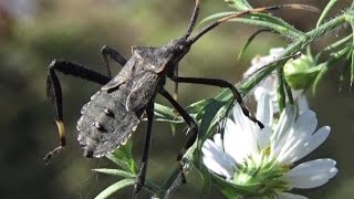 Leaffooted Bug  Adult Acanthocephala terminalis [upl. by Artina755]