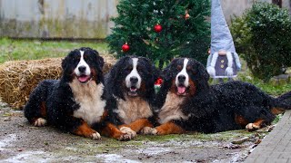 Bär Vom Matterhorn Merry Christmas 🎄🎁 Bernerse Mountain dog bmd bernesedog [upl. by Artined]