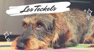 🐺🦌 Les TECKELS  20344  RACE [upl. by Hasan]