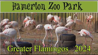 Greater Flamingos  Hamerton Zoo  Sept 2024 [upl. by Adnamor]