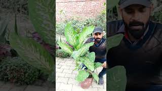 Dieffenbachia Plant care and benefits cutting winter dieffenbachia plant care colourful its [upl. by Aundrea]